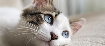 Katzen