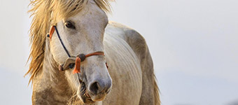 pferd