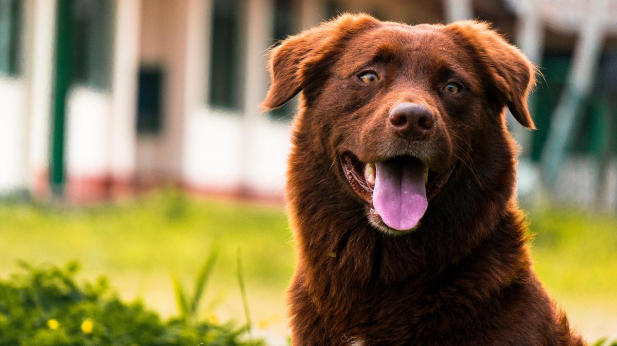 Ernährung alter Hunde und Katzen PetBioCell