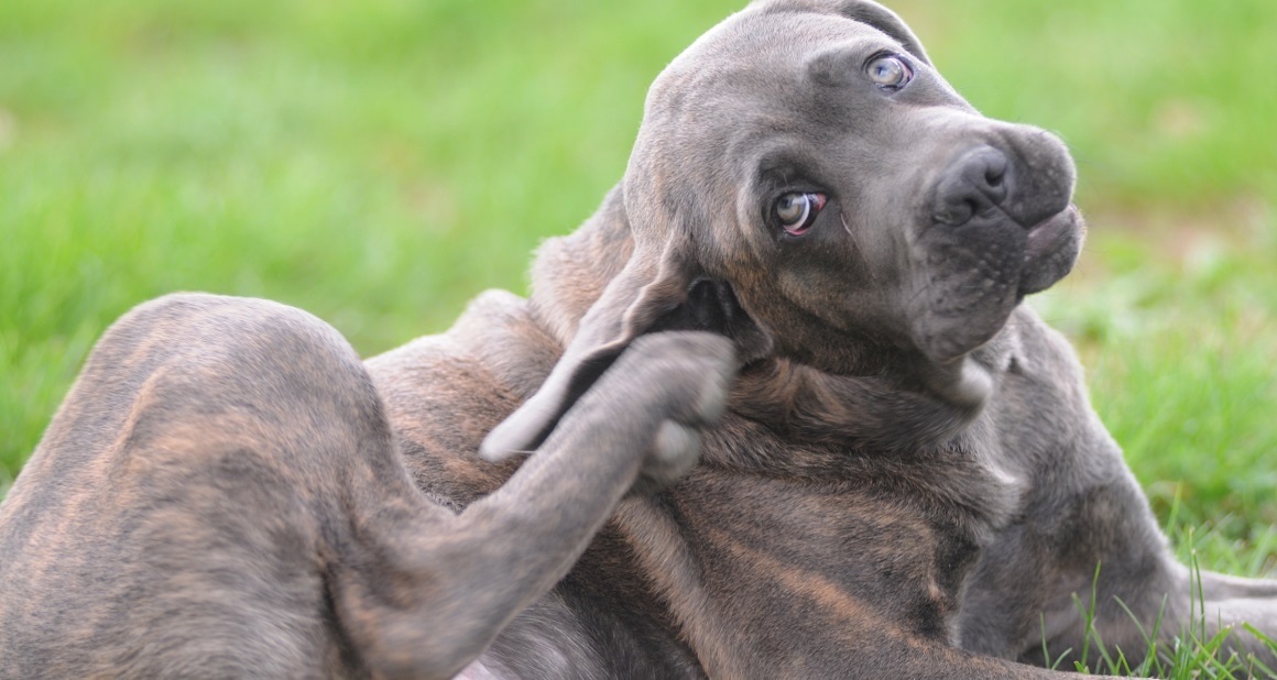 Atopische Dermatitis beim Hund und Behandlungsmöglichektein Petbiocell