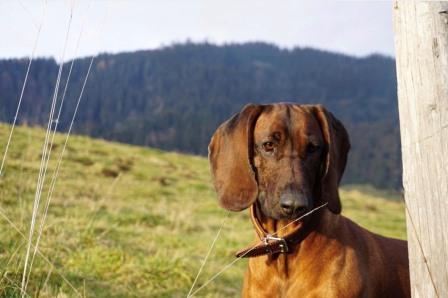 hund adenokarzinom dendritische zelltherapie