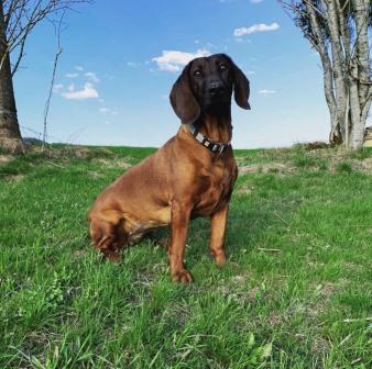 hund adenokarzinom dendritische zelltherapie