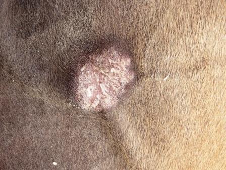 fallbeispiel_equines_sarkoid_ophira_02.jpg