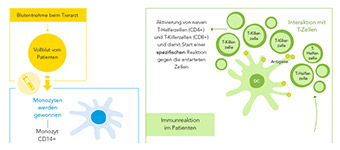 entwicklung dendritische zelltherapie