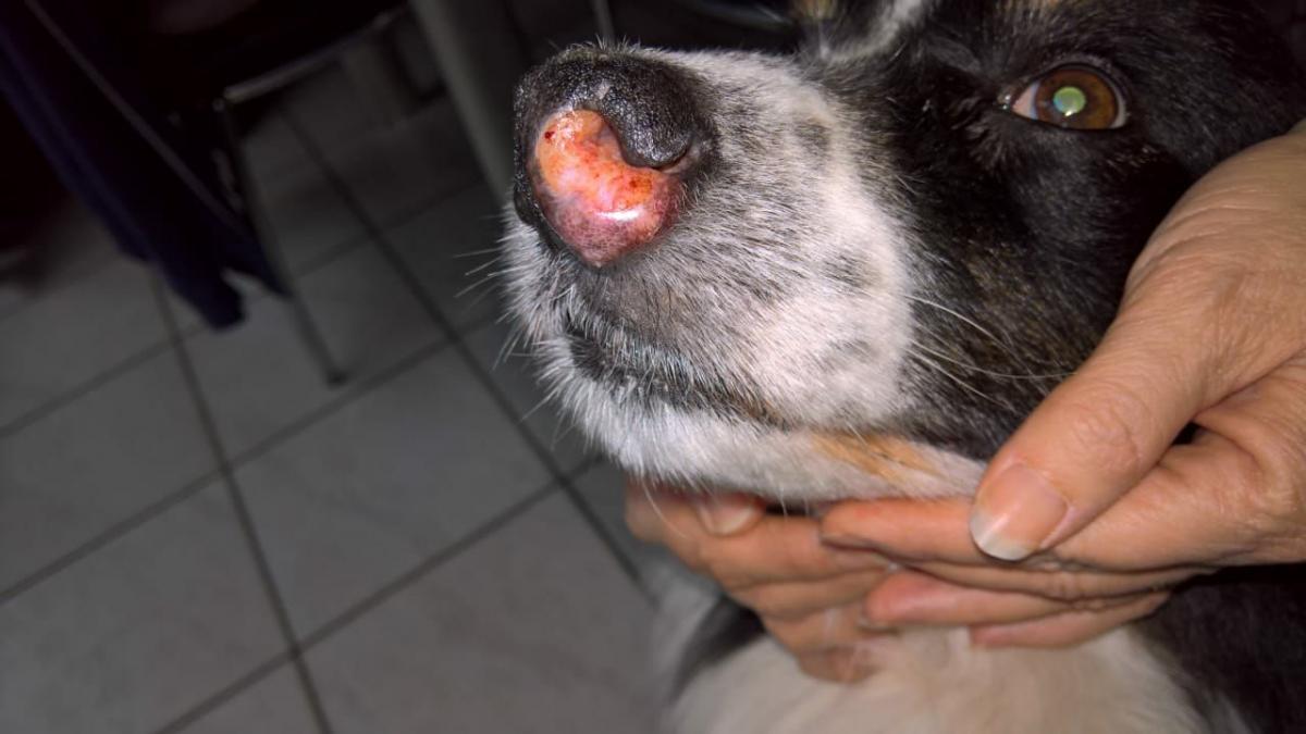 plattenepithelkarzinom hund