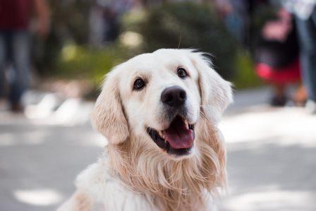 studie weichteilsarkom hund
